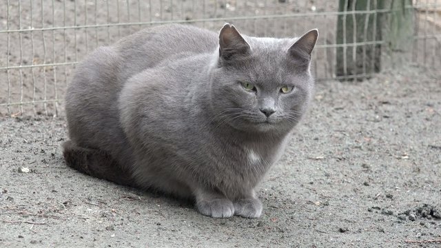 Graue Katze liegt vor Zaun