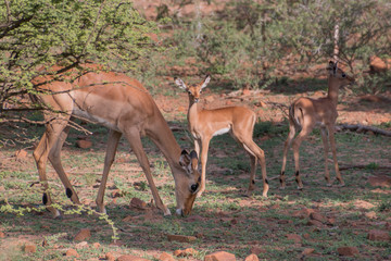 Impala family