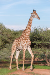 Giraffe in the wild
