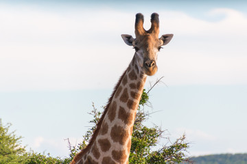 Giraffe in the wild