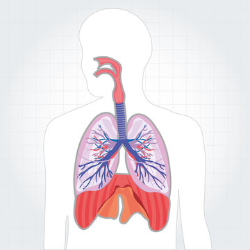 respiratory system lungs vector human body illustration