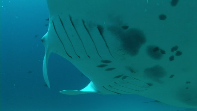 Manta ray Swimming
