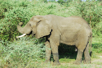 Male African elephant, Murchison Falls National Park (Uganda)
