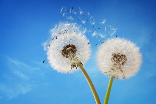Dandelion clock dispersing seed
