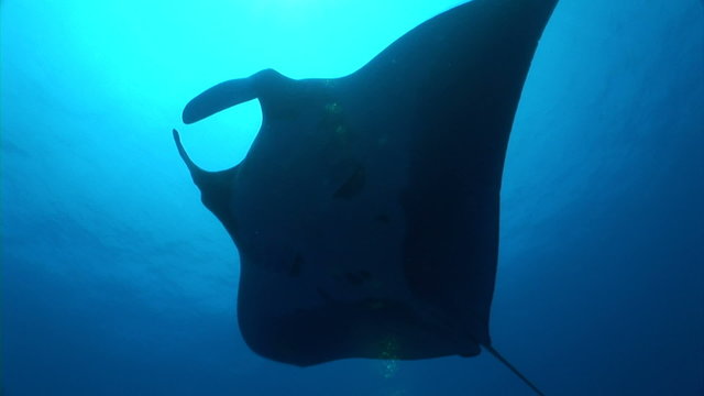 Manta ray Swimming