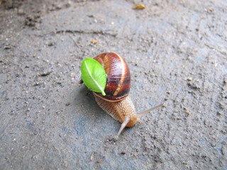 Land snail with a fresh green leaf on its shell