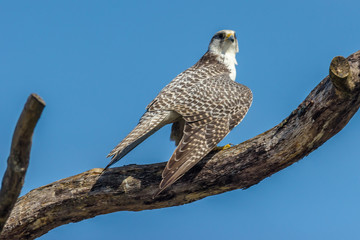 Gerfalke