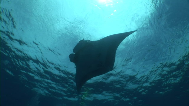 Manta ray Swimming