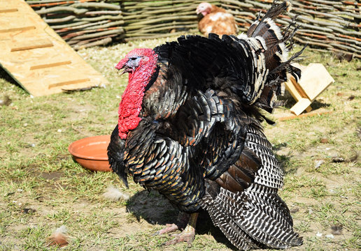 Turkey in the poultry yard