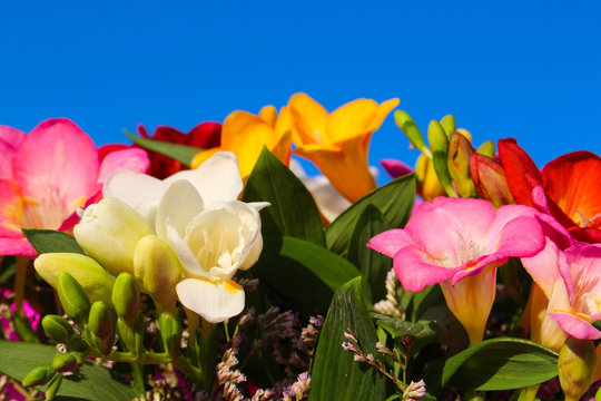 bouquet of flowers from fresia on the background of blue sky