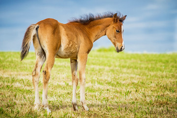 Fohlen auf der Weide