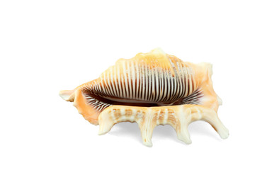 Sea Shell Isolated On White