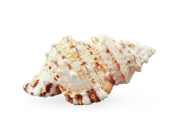 Sea Shell Isolated On White