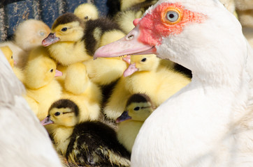 Little yellow ducklings with their Muscovy duck