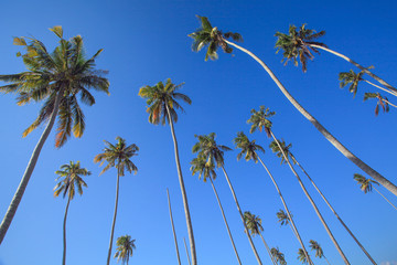 coconut trees which flourish with blue sky