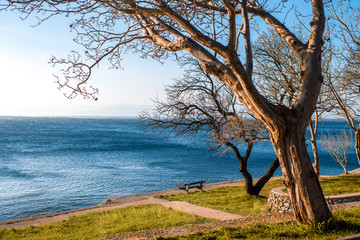 Fototapeta na wymiar Tree and lonely bench on the coast