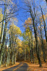 Asphalt road with autumn foliage in Shenandoah National Park