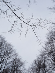 the trees in the forest