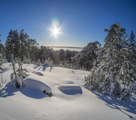 forest in winter