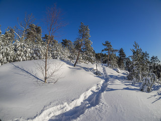 forest in winter