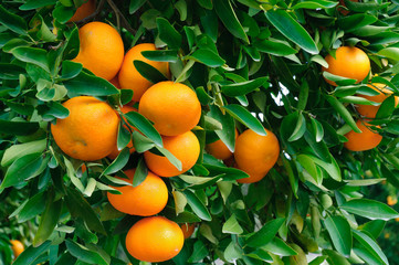Ripe Tangerines hanging from the tree