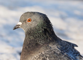 Pigeons bathe in the river in winter