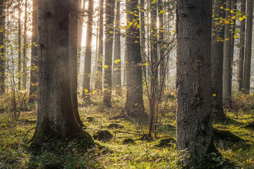Fototapeta premium Lovely Autumn Forest