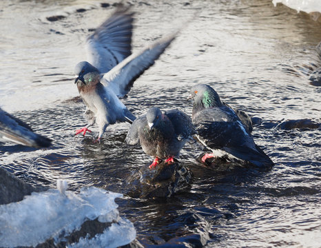 Pigeons bathe in the river in winter