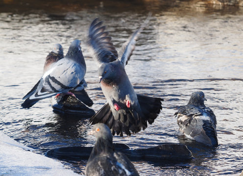 Pigeons bathe in the river in winter