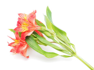 Peruvian lilies (Astroemeria) on white background