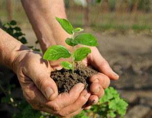 Hands holding seedling
