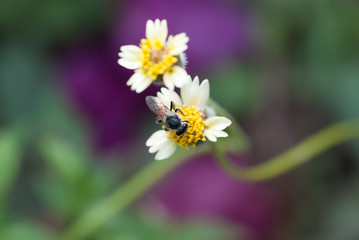 Obraz premium Bee on a flower