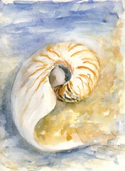 A spiral shell near the sea