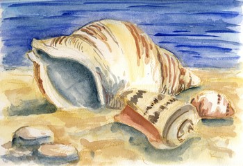 Shells at the beach