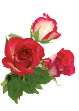 pink roses with green  leaf