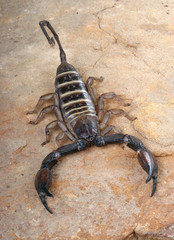 Yellow Banded Flat Rock Scorpion.