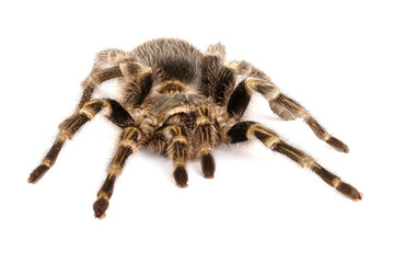 Chilean Rose Hair Tarantula on white background