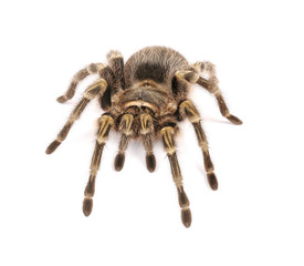 Chaco Golden Knee Tarantula on white background