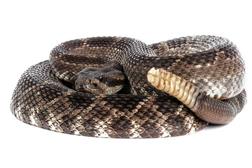 Southern Pacific Rattlesnake (Crotalus viridis helleri).