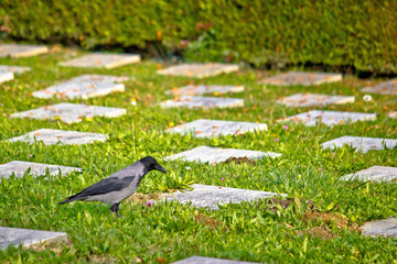 Crow on unmarked grave scene