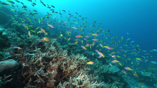 Coral reef and school of fish
