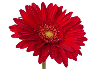 Fresh Gerbera flower.