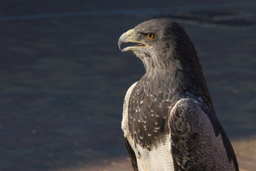 Aguila Escudada