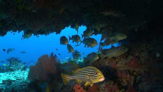School of Plectorhinchus cinctus