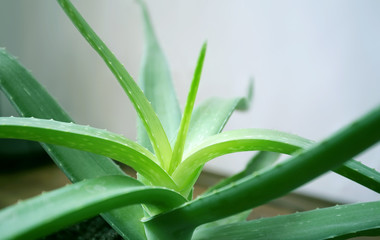 aloe
