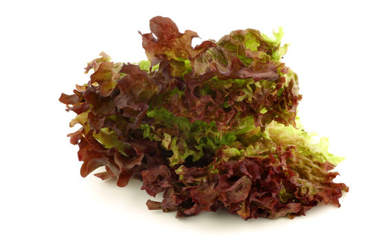loose-leaf lettuce  on a white background