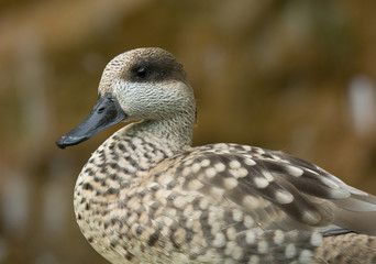 Fototapeta premium Marbled Teal