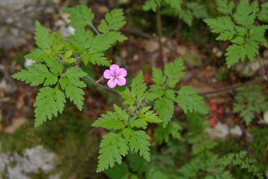 erba roberta (Geranium robertianum)