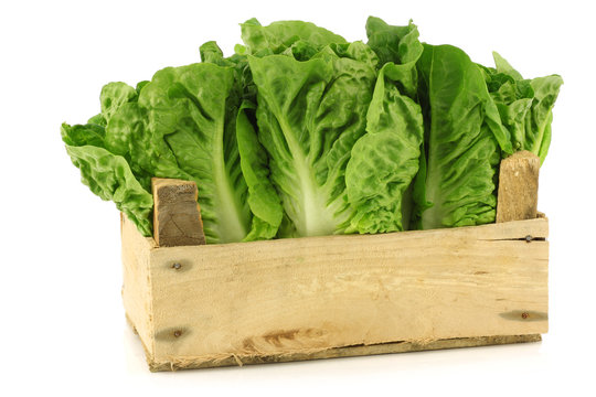  "little gem" lettuce in a wooden crate on a white background
