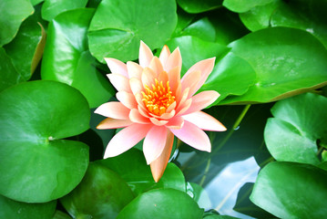 asian lotus flower
